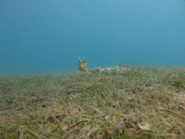 box_fish_indonesia_diving