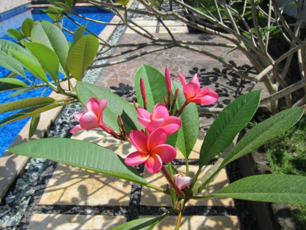 frangipani_plumeria_indonezja