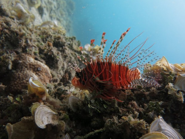 lionfish_indonesia_dive